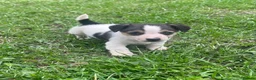 Jack Russell dogs for sale: Miniature Jack Russell puppies - Advert 15