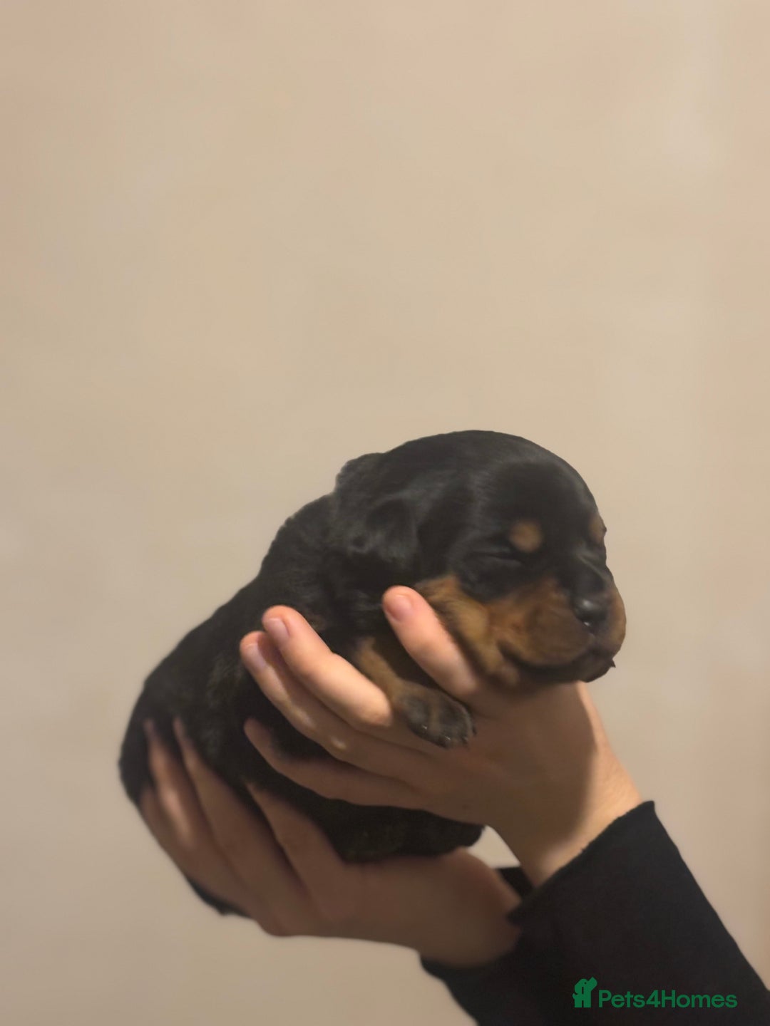 Rottweiler dogs for sale: Rottweiler puppies - Image 29