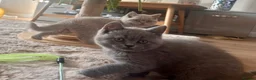 British Shorthair cats for sale: Tica registered British Shorthair Kittens  - Advert 22