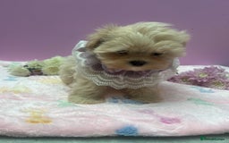 Maltipoo dogs for sale: Luxury Korean F1b maltipoos 😍🐶🐾 - Image 20