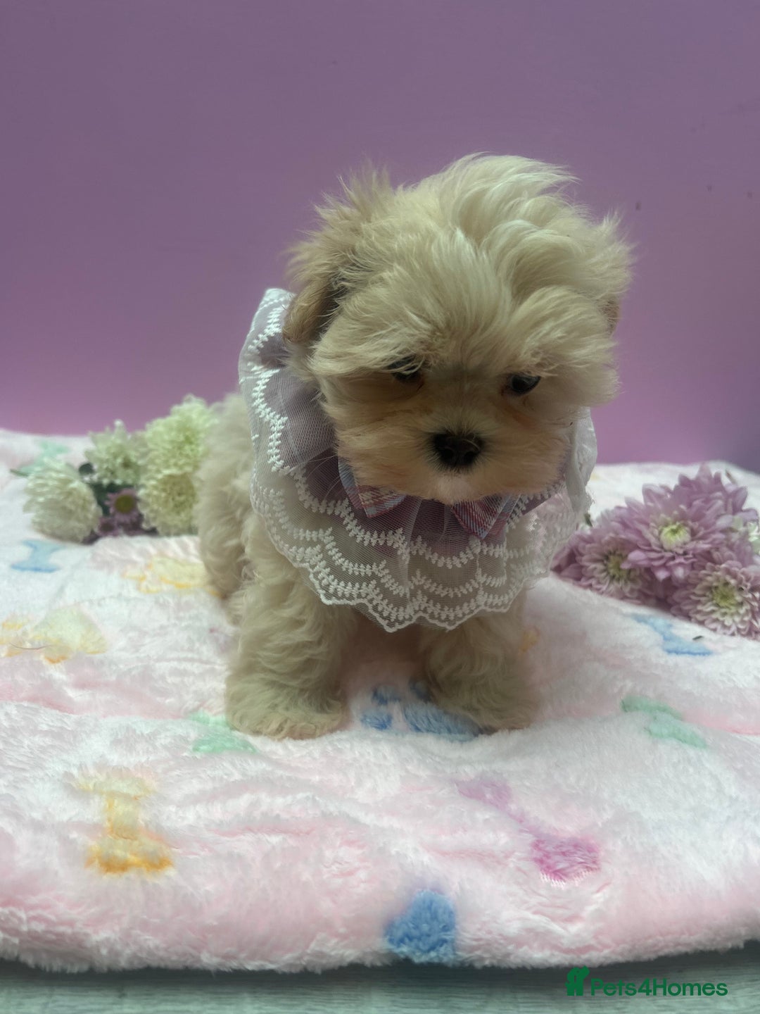 Maltipoo dogs for sale: Luxury Korean F1b maltipoos 😍🐶🐾 - Image 20
