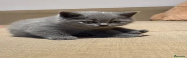 British Shorthair 1