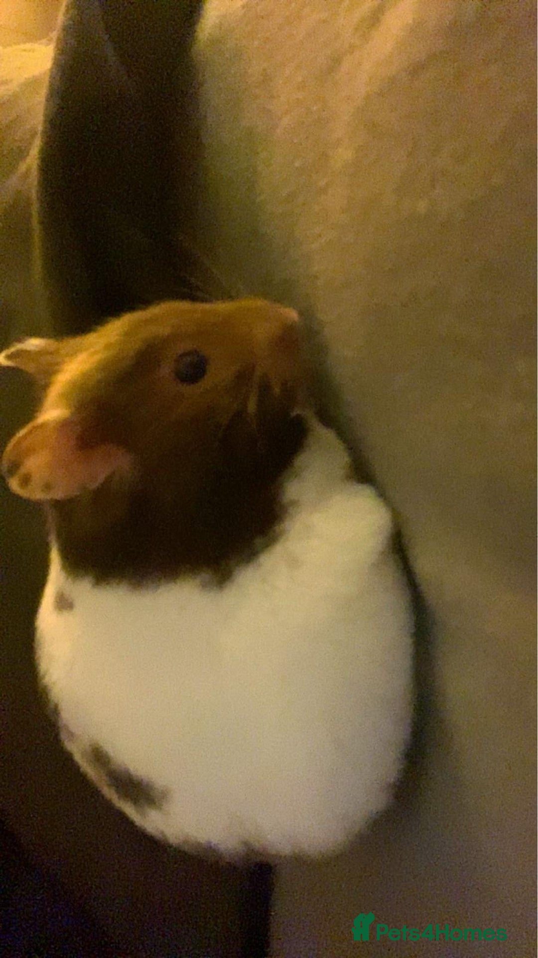 Hamster rodents for sale: Female hamster  - Image 3