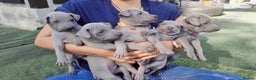 Thai Ridgeback dogs for sale: Stunning Blue Thai Ridgeback Puppies for Sale - Advert 2