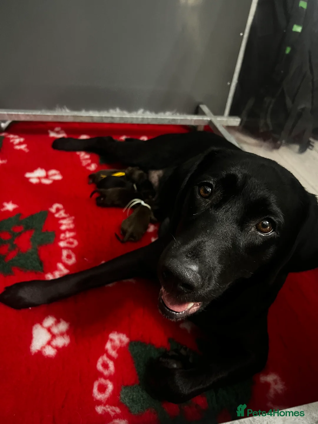 Labrador Retriever dogs for sale: 🖤🤎Superb, Kc Reg, Health Tested, Lab Pups🤎🖤 - Advert 12