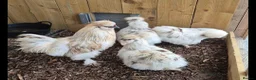 Chickens poultry for sale: X6 Mixed Silkie Hatching Eggs  in Crook - Advert 1