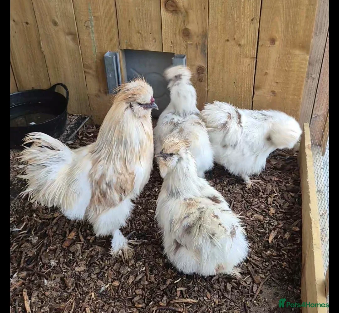 Chickens poultry for sale: X6 Mixed Silkie Hatching Eggs  in Crook - Advert 1