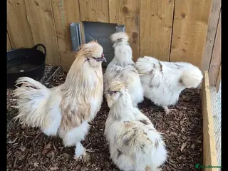 Chickens poultry X6 Mixed Silkie Hatching Eggs - Advert 2