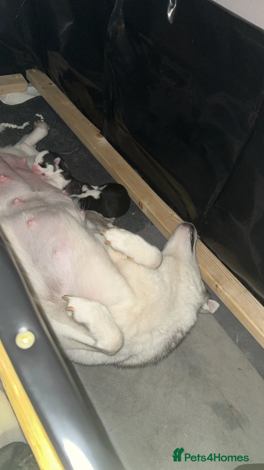 Siberian Husky dogs for sale: 14 week old puppy husky for sale  - Advert 2