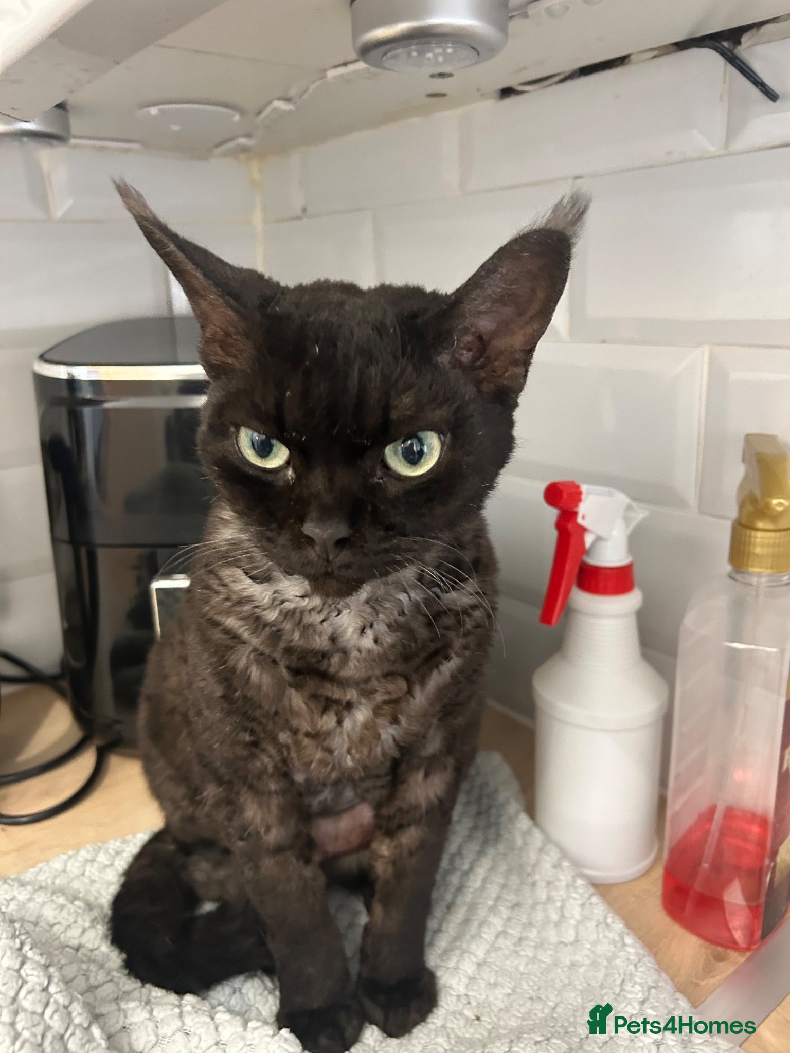 Devon Rex cats Devon Rex black smoke male 5 years  - Advert 14