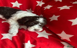 Cockapoo dogs for sale: 7 beautiful cockatoo puppies  - Image 4