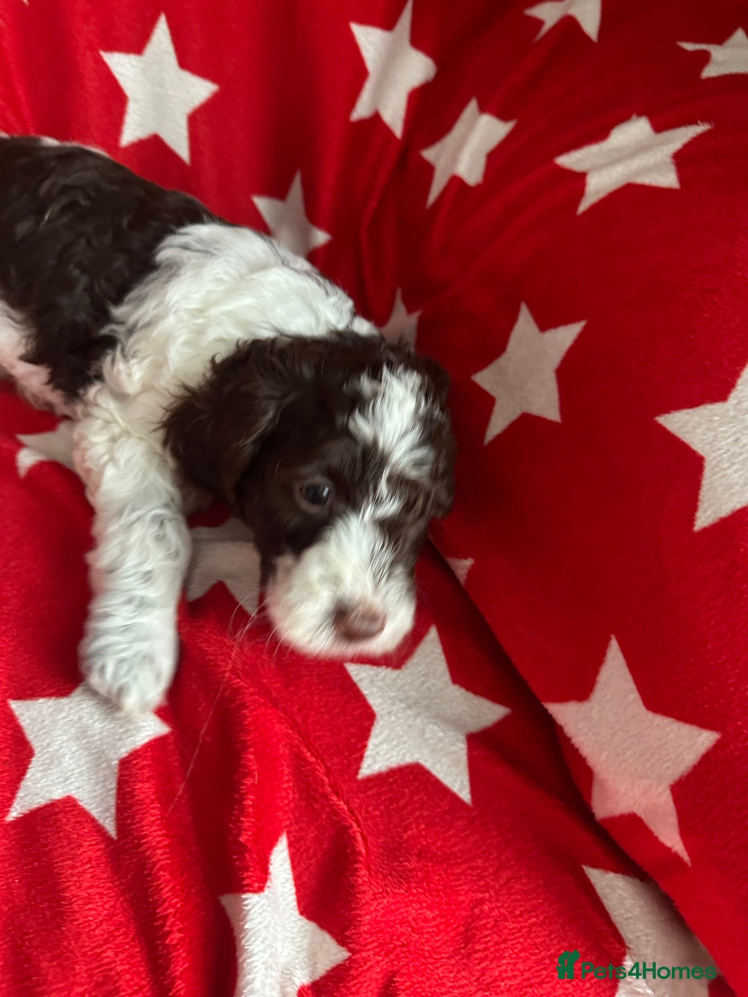 Cockapoo dogs for sale: 7 beautiful cockatoo puppies  - Image 4