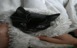 Mixed Breed cats for sale: 4 sweet ghost tabby tuxedo kittens - Image 26