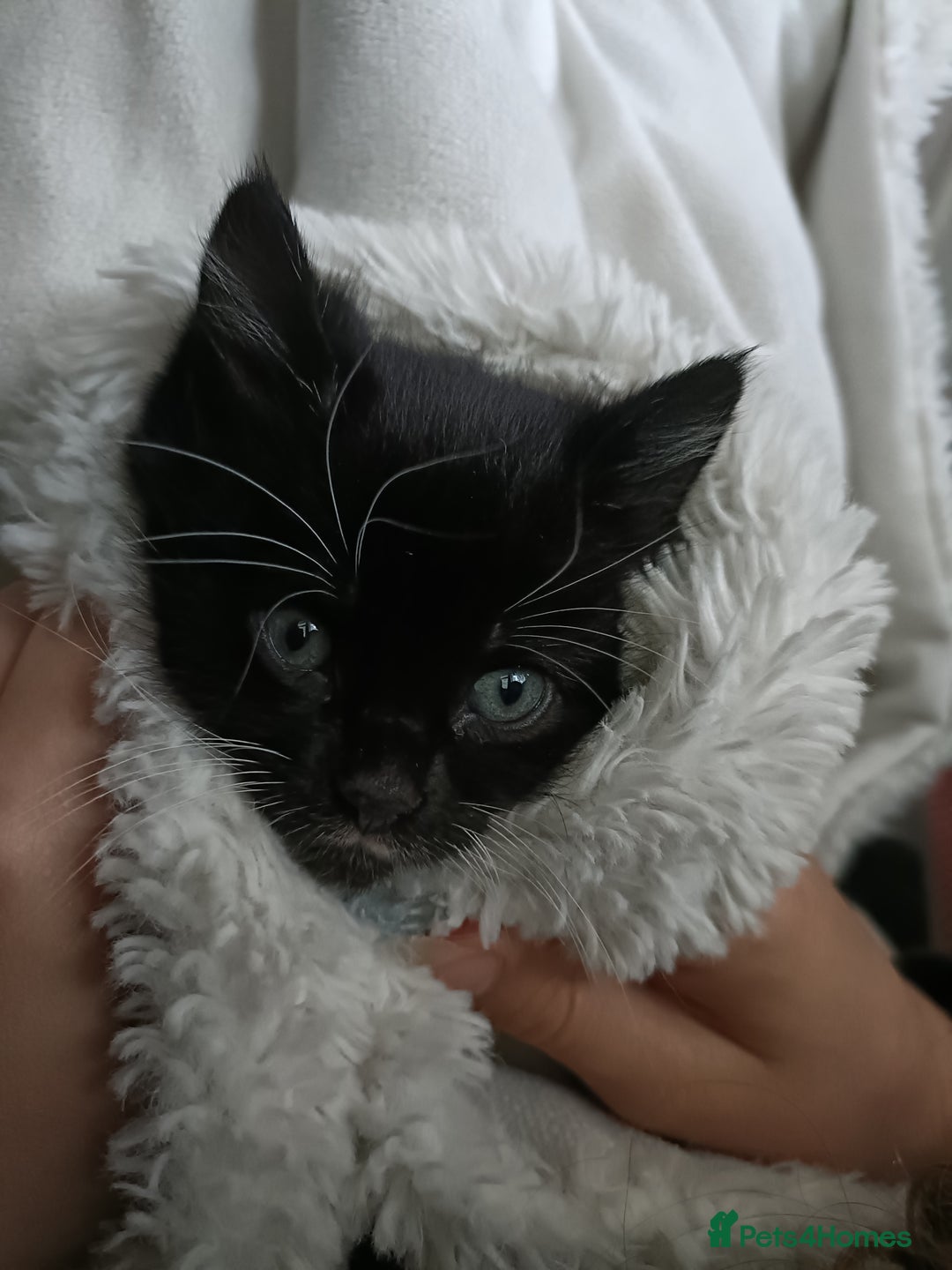 Mixed Breed cats for sale: 4 sweet ghost tabby tuxedo kittens - Image 26