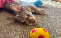 French Bulldog dogs for sale: 🐾 Adorable French Bulldog Puppy – Mugsy - Image 4