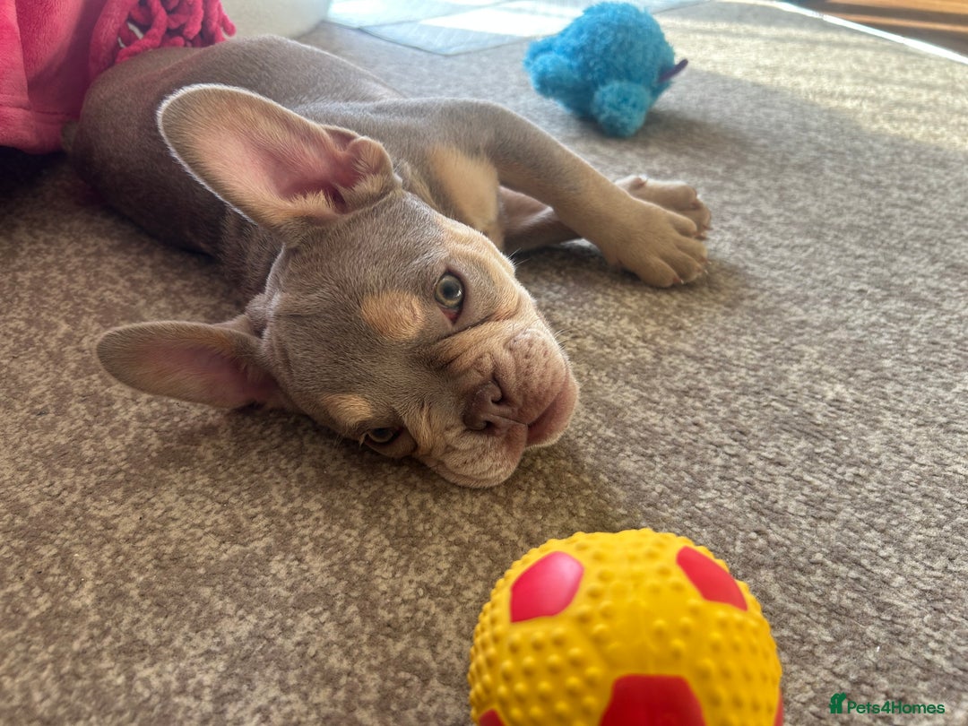 French Bulldog dogs for sale: 🐾 Adorable French Bulldog Puppy – Mugsy - Image 4
