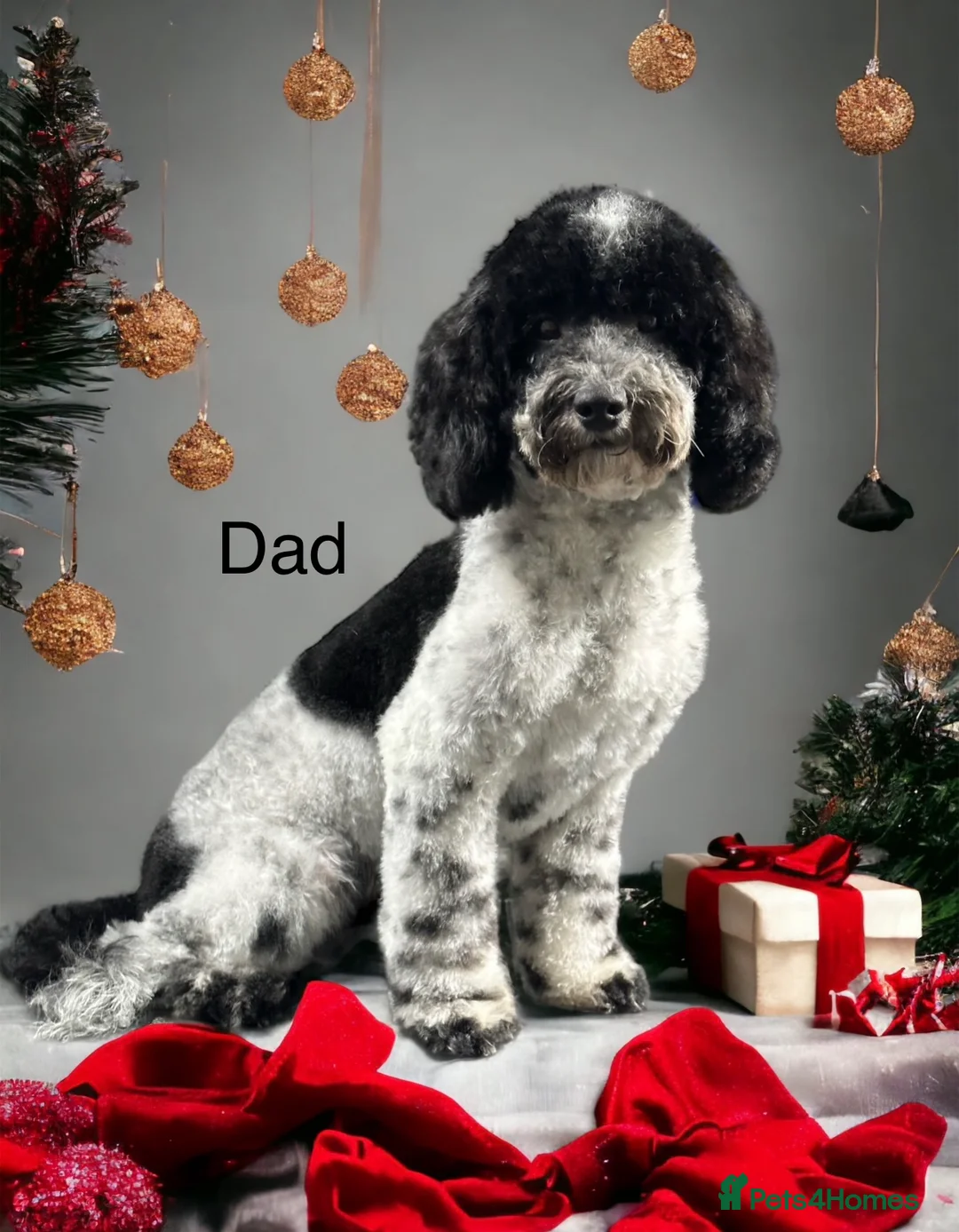 Australian Labradoodle dogs for sale: Health Tested multigen Australian labradoodles  in Ware - Advert 6