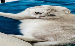 Scottish Fold cats for sale: Scottish fold 5 years - Image 3