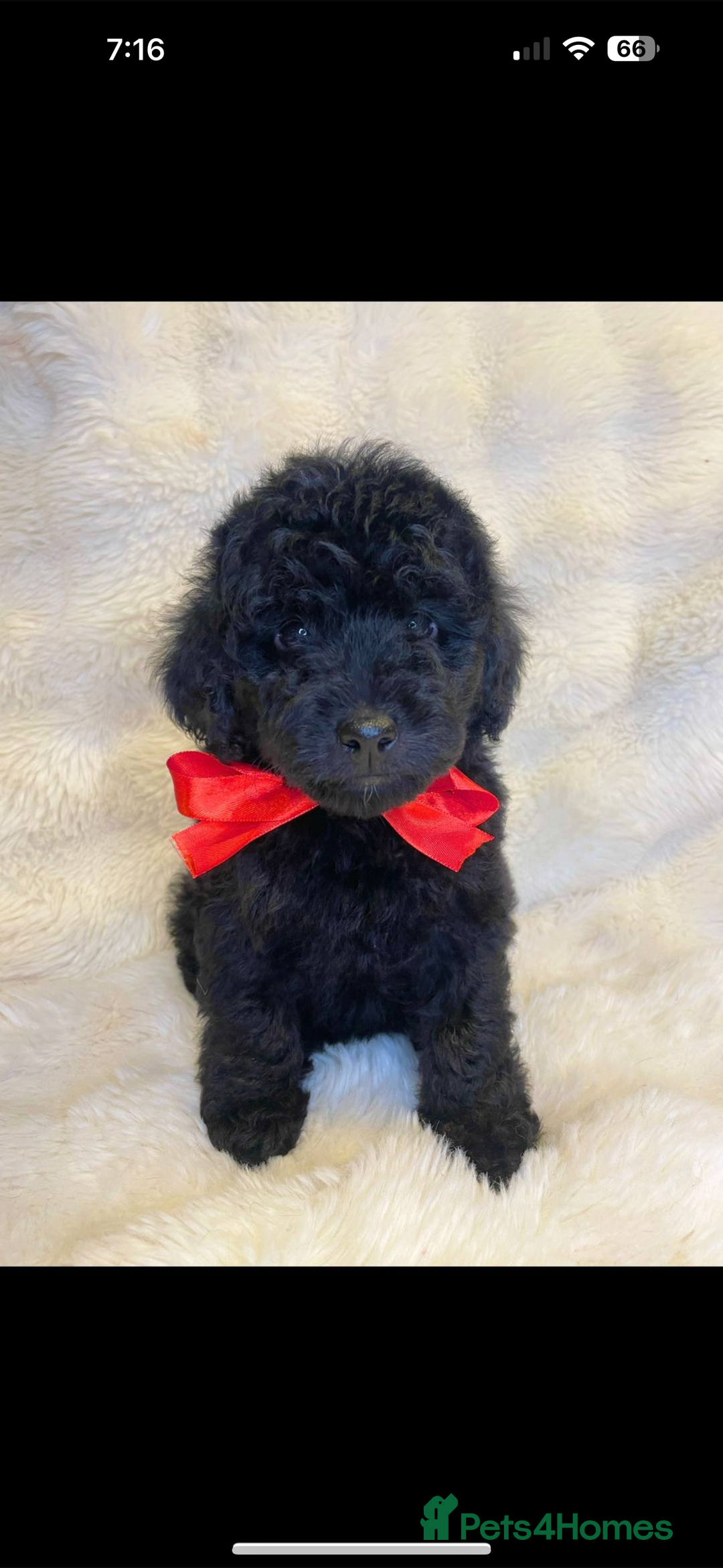 Labradoodle dogs for sale: Stunning merle miniature F1b Labradoodle puppies  - Advert 8