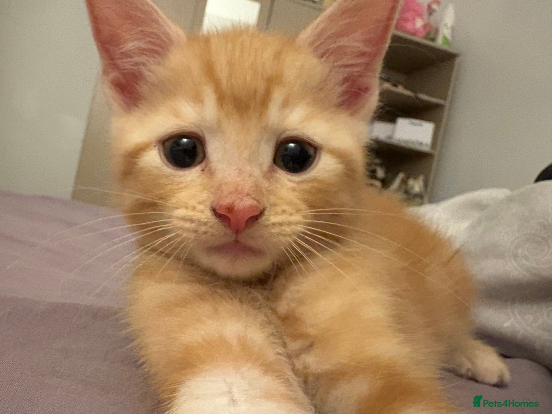 British Shorthair cats for sale: ginger kitten - Image 2
