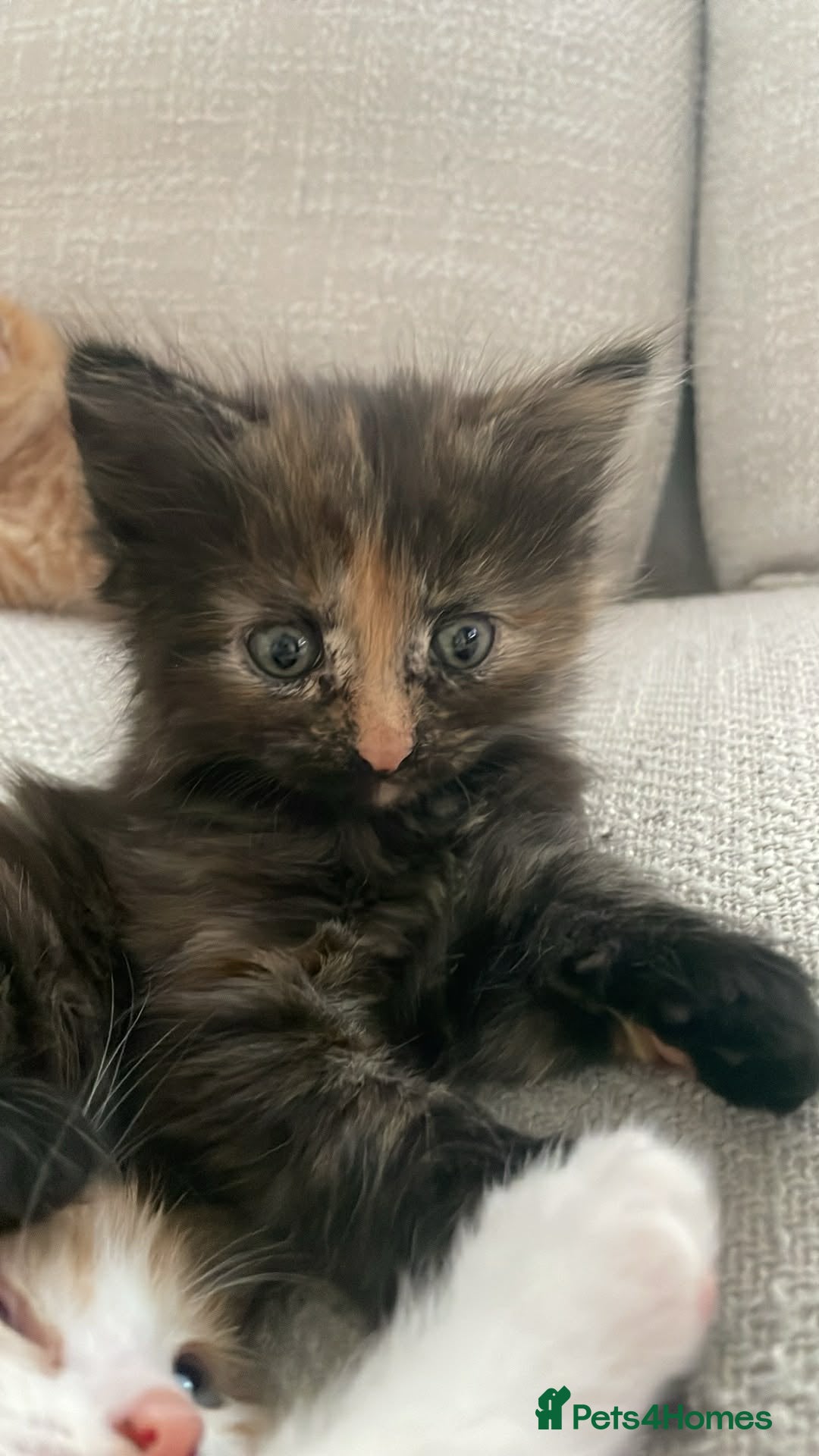 Mixed Breed cats for sale: LaBubu  - Advert 1