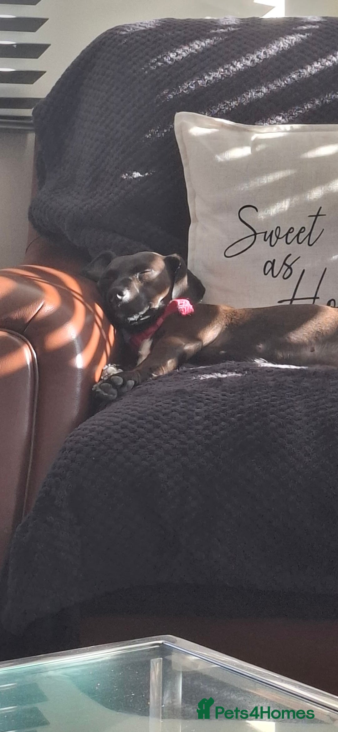 Dachshund dogs for sale: Beautiful dachshund female. - Image 1