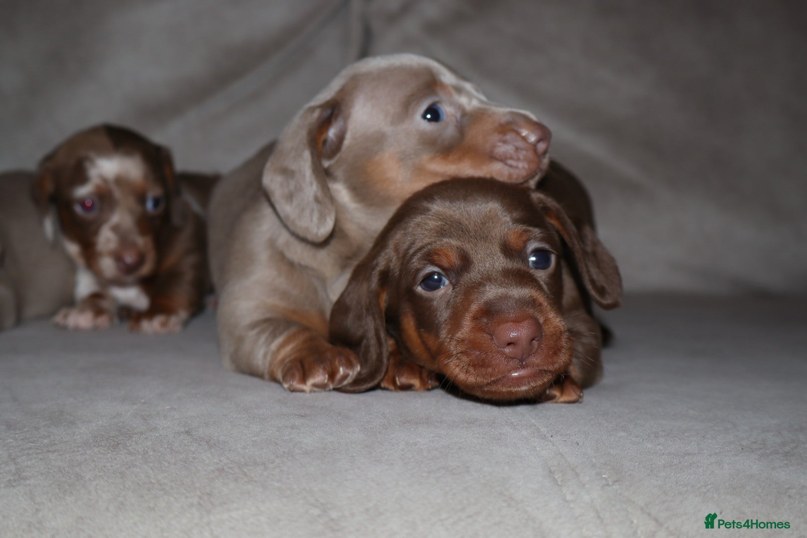 Dachshund dogs  Beautiful Dachshund Puppies–Ready 24th April 🐶🤎 - Advert 1