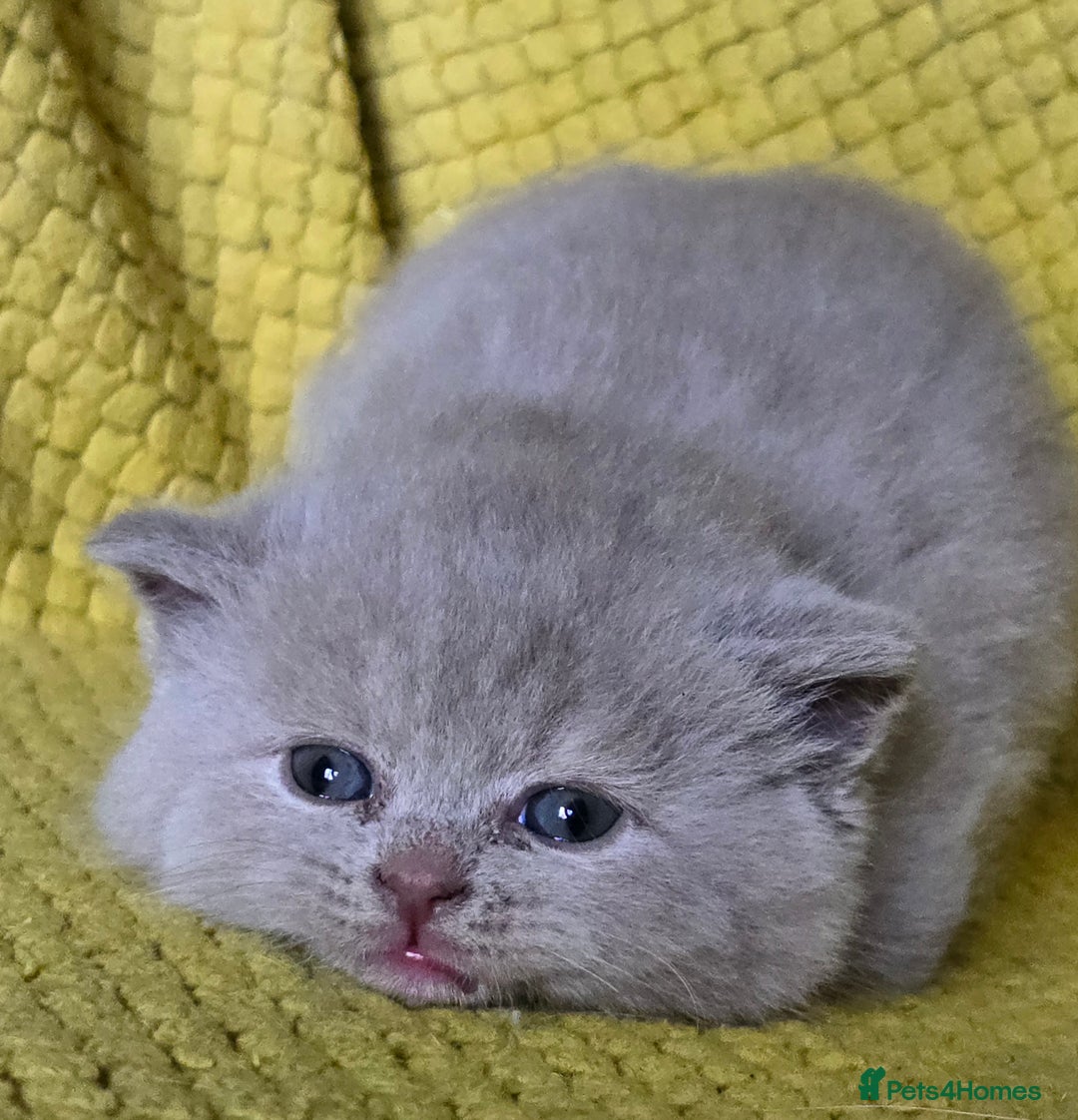 British Shorthair cats for sale: TICA registered British shorthair kittens - Advert 11