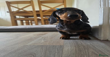 Dachshund dogs - Advert 11