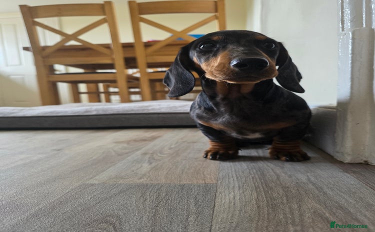 Dachshund dogs - Advert 4