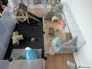 Mixed Breed livestock 2 Guinea pigs - Advert 4