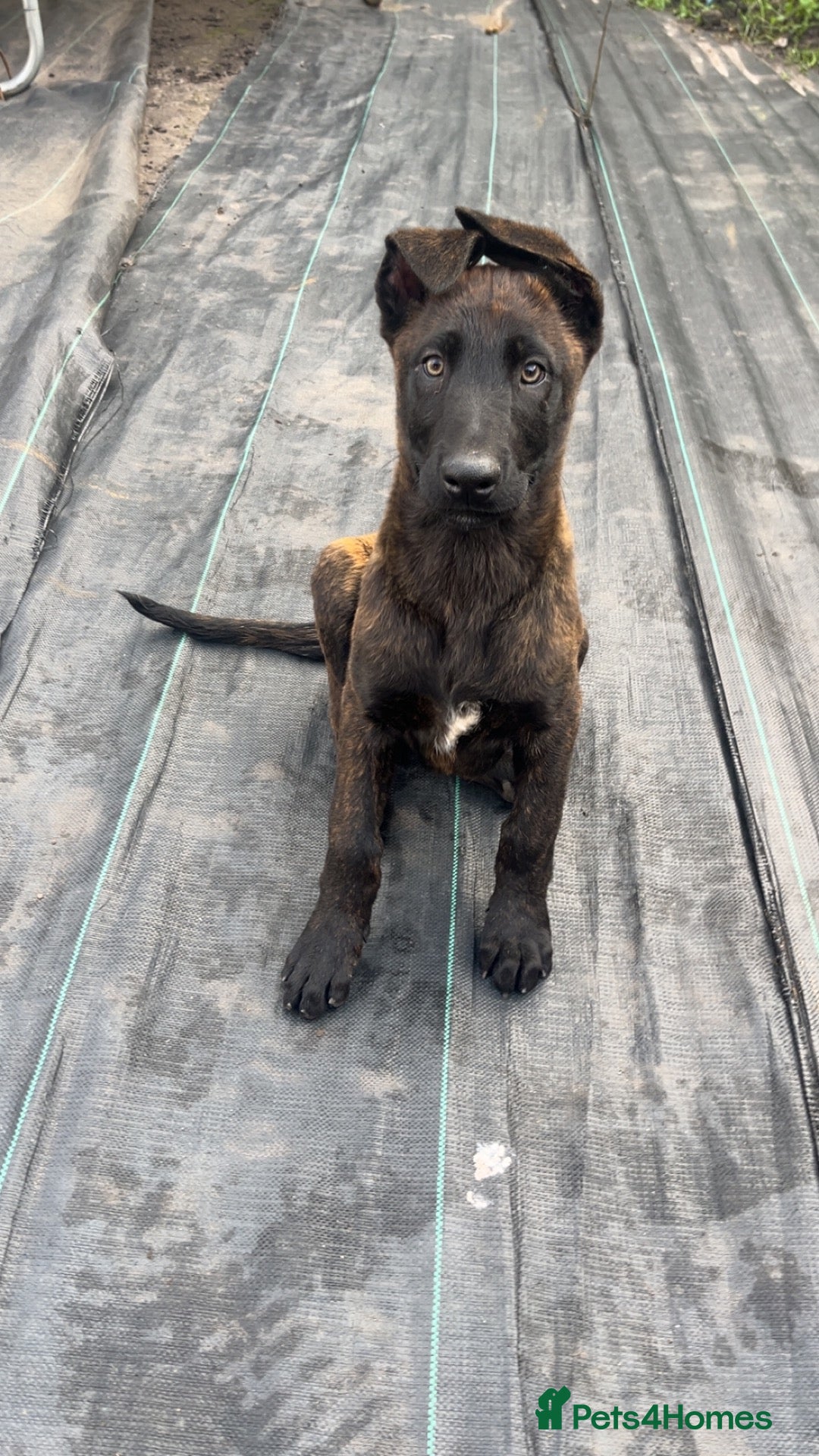 Belgian Shepherd Dog dogs for sale: Dutch herder’s for sale  - Advert 2