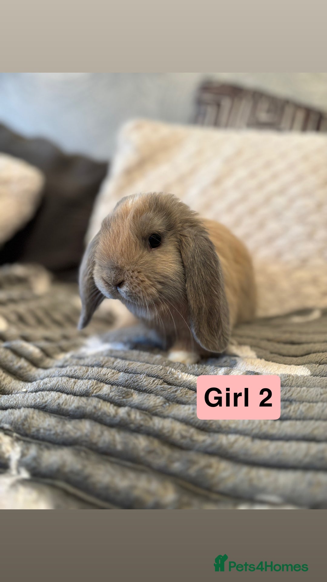 Mini Lop rabbits for sale: 4 Gorgeous Holland Lops😍 - Image 6