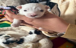 Morkie dogs for sale: +44 7794 219509 Mini morkie for sale  - Image 8