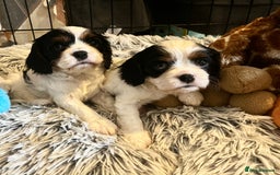 Cavalier King Charles Spaniel dogs for sale: 3 beautiful tri girls available  - Image 1