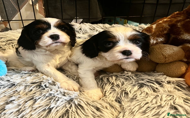 Cavalier King Charles Spaniel dogs - Advert 13
