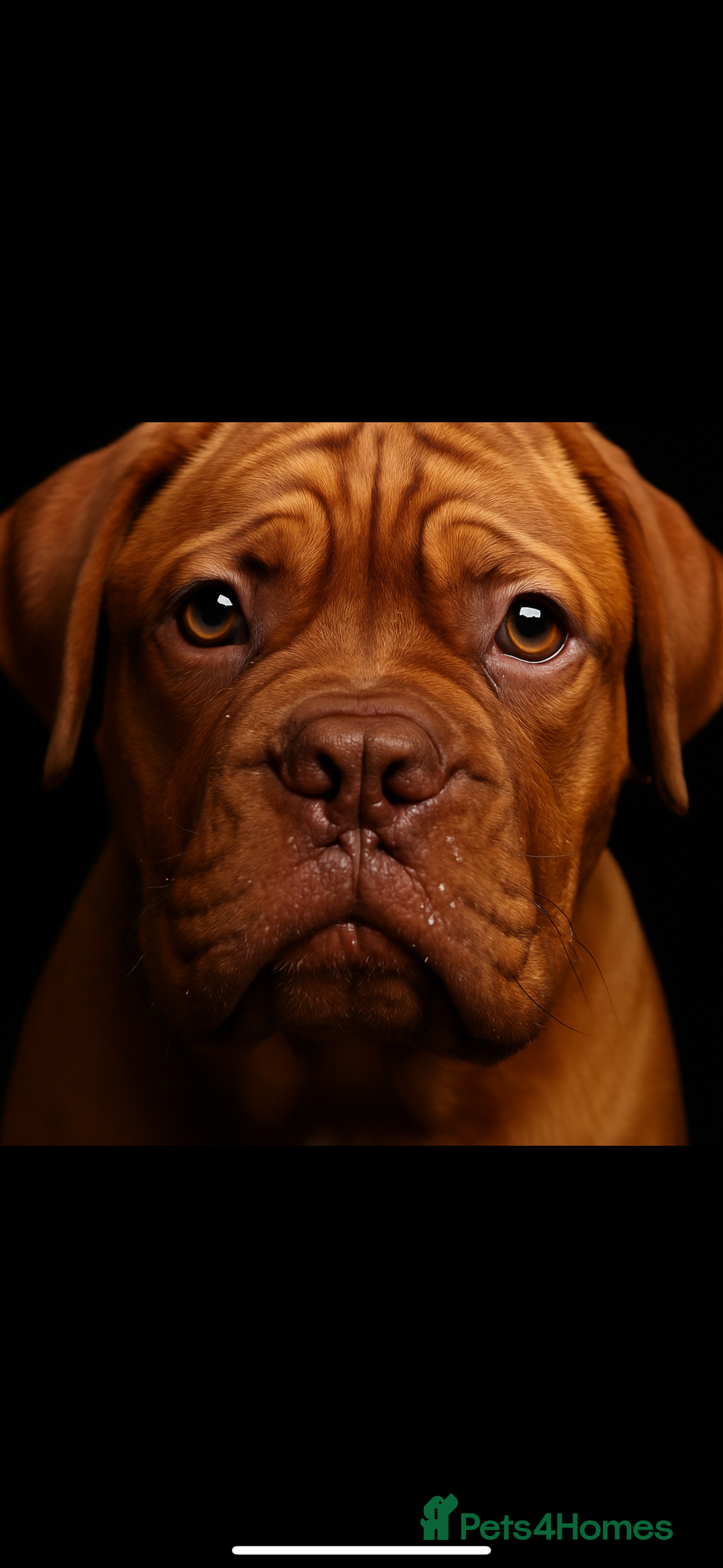 Mixed Breed dogs for sale: Rupert 10 week - Image 4