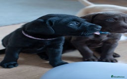 Labrador Retriever dogs for sale: Adorable Labrador Retriever Puppies  🐶💛 - Image 22