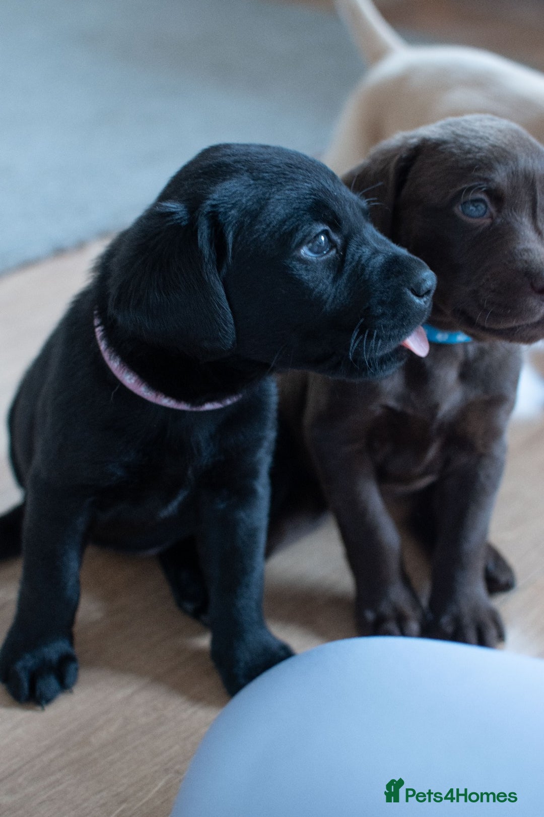 Labrador Retriever dogs for sale: Adorable Labrador Retriever Puppies  🐶💛 - Image 22