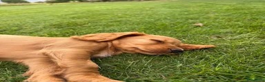 Cocker Spaniel 1