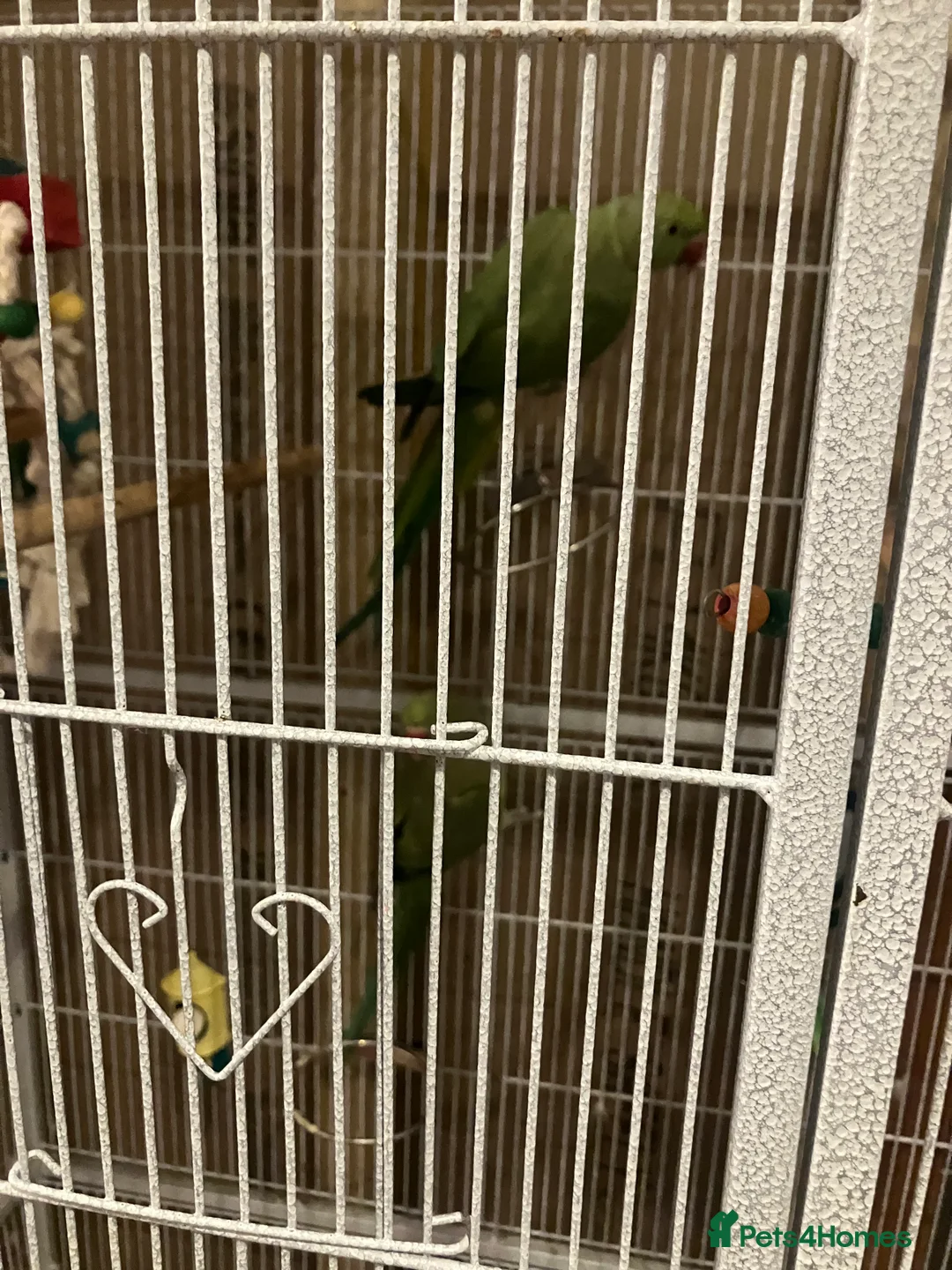 Ringnecks birds for sale: Pair of green Indian ring necks  in Leicester - Advert 2
