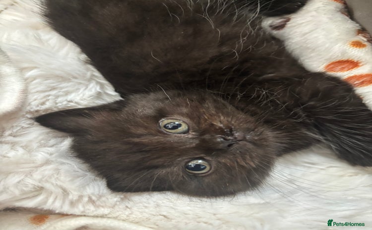 British Shorthair cats - Advert 16