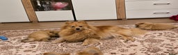 Pomeranian dogs for sale: 2 sweet little girl puppies - Advert 9