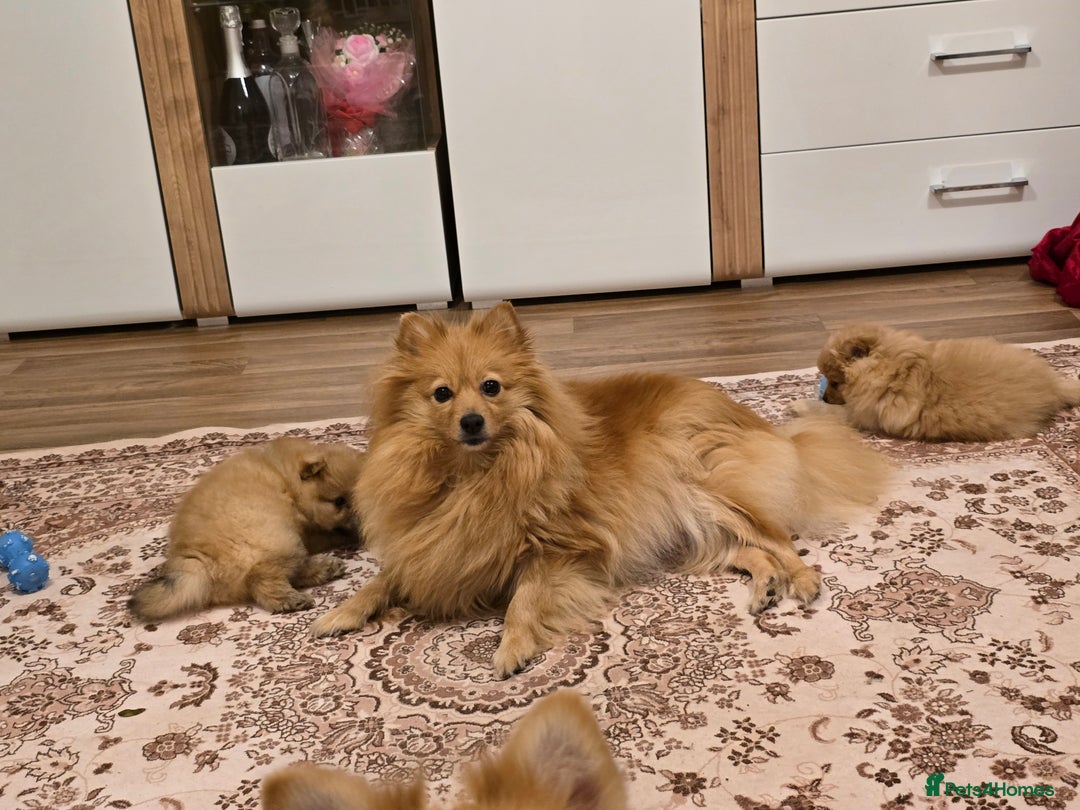 Pomeranian dogs for sale: 2 sweet little girl puppies - Advert 9