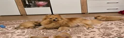 Pomeranian dogs for sale: Sold, sold 2 sweet little girl puppies - Advert 9