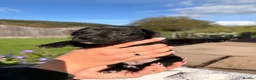 Patterjack dogs for sale: Patterjack pups  - Advert 12
