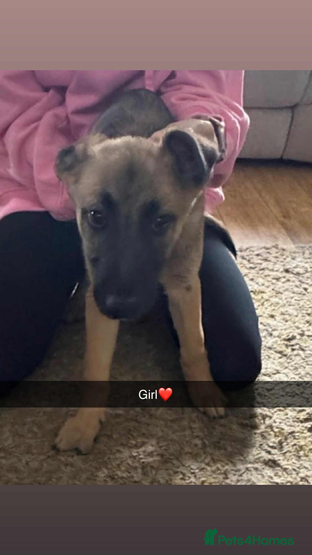 Mixed Breed dogs for sale: 3 German Shepherd cross breed puppies for sale! - Advert 2