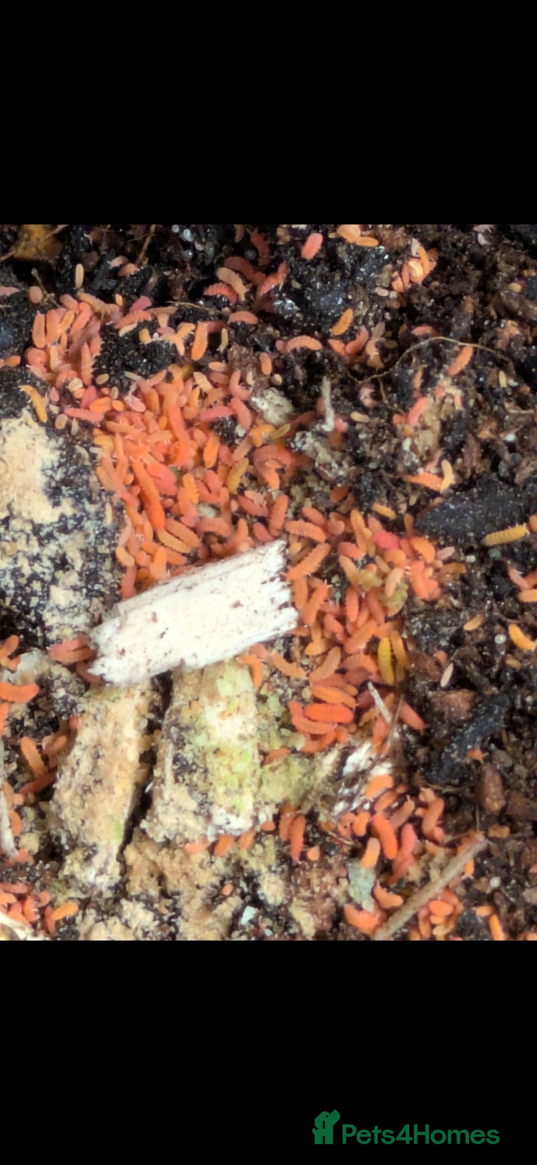 Mixed Breed invertebrates for sale: Isopods for sale! Pets and clean up crew  - Advert 4