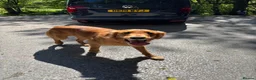 Golden Retriever dogs for stud: Beautiful Fox Red Retriever Stud in Cardiff - Advert 5