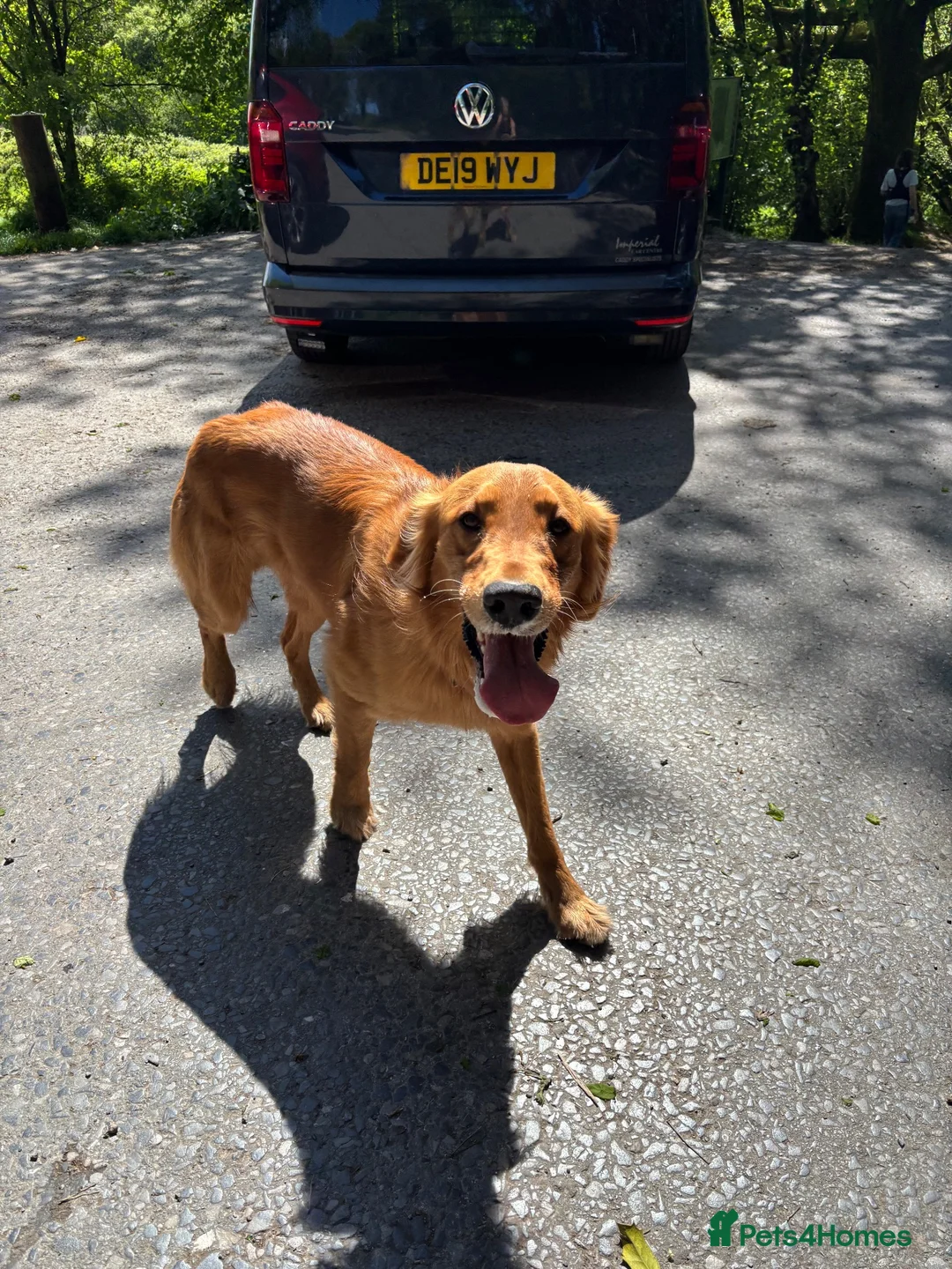 Golden Retriever dogs for stud: Beautiful Fox Red Retriever Stud in Cardiff - Advert 5